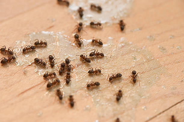 Best Emergency Pest Control  in Royalton, MN
